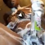 Girl insert Big Bottle inside Her Pussy Video