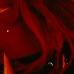 amandamaelynn porn video Onlyfans leak 191223 18 29.7 MB