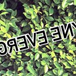 justyneevergreen photos and videos from OnlyFans